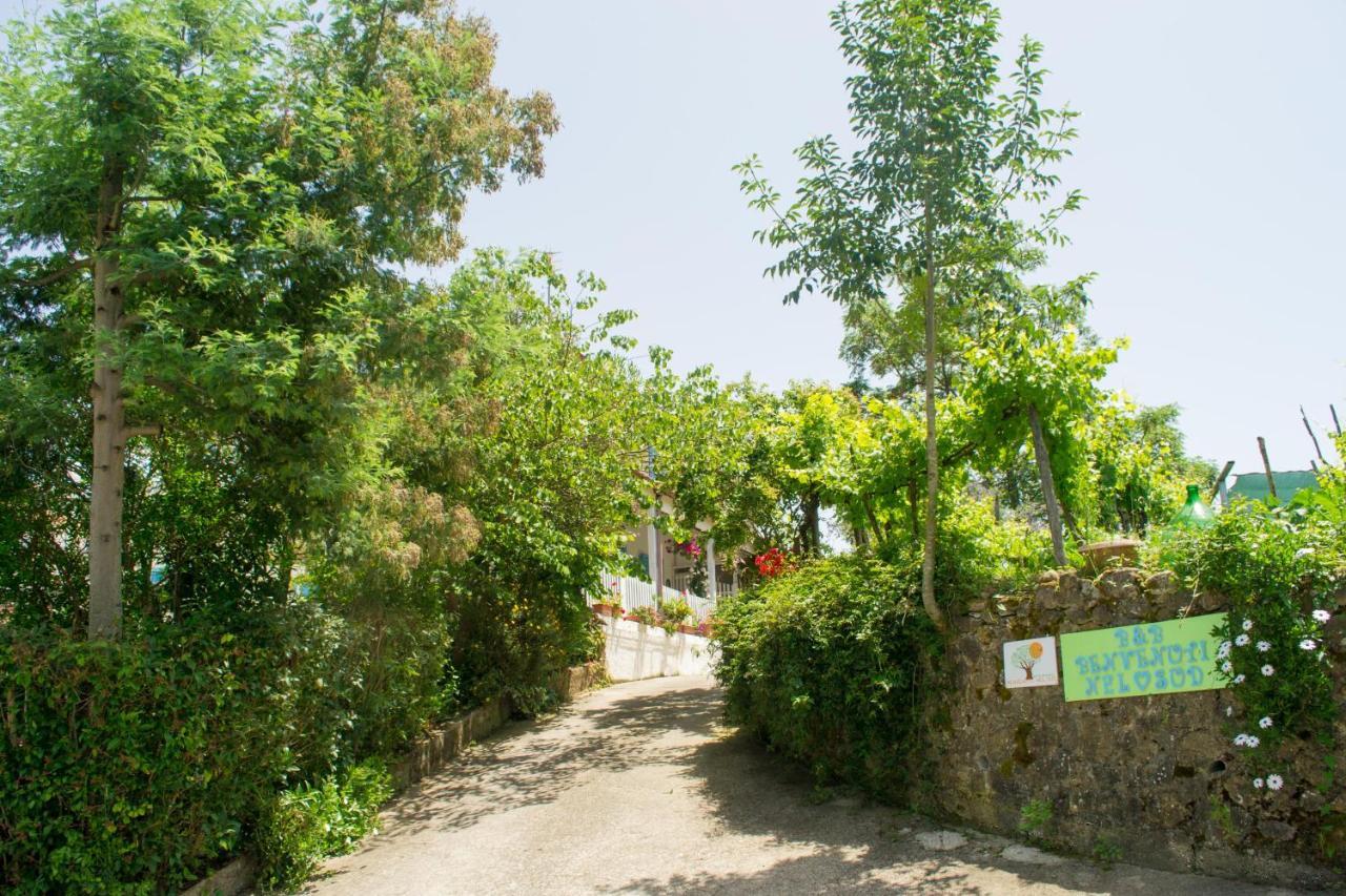 Benvenuti Nel Sud Bed & Breakfast Sessa Cilento Dış mekan fotoğraf